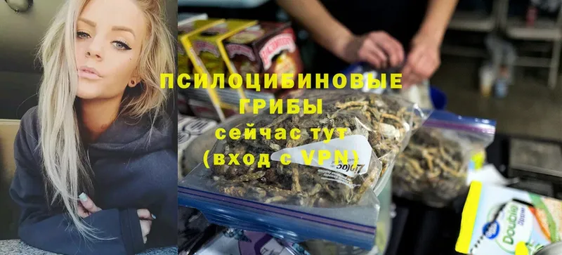 Галлюциногенные грибы Psilocybine cubensis  Белореченск 